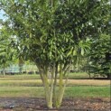Prunus laurocerasus 'Caucasica' - 1
