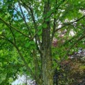 Cercidiphyllum japonicum - Afbeelding 3