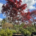 Acer palmatum 'Fireglow' - 2