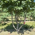 Parrotia persica - 3