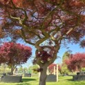 Acer palmatum 'Dissectum' - Foto 10