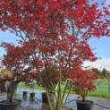 Acer palmatum Masu-kagami - 3
