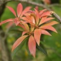 Pieris japonica 'Forest Flame' - 4