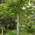 Liquidambar formosana var. monticola - 3