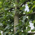Tilia x europaea 'Euchlora' - Foto 5