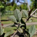 Prunus padus 'Colorata' - 1