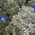 Malus toringo 'Brouwers Beauty' - 7