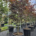 Acer palmatum 'Bloodgood' - Foto 6