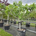 Ficus carica - 2