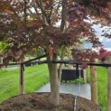 Acer palmatum 'Atropurpureum' - 1