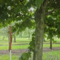 Platanus hispanica - september 2026