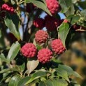 Cornus kousa 'Milky Way' - 2