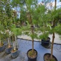 Pinus sylvestris - Foto 1