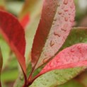 Photinia fraserii 'Red Robin' - Afbeelding blad
