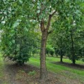 Betula nigra - Afbeelding 6