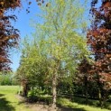 Betula nigra - 2