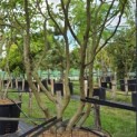 Parrotia persica - Foto 2