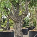 Quercus Suber - Foto 2