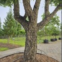 Quercus Suber - Foto 3
