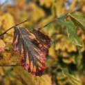 Parrotia persica - 2