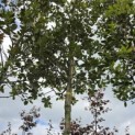 Quercus ilex - 3