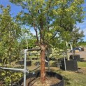 Acer griseum - 2