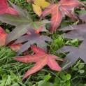 Liquidambar styraciflua 'Worplesdon' - impressie herfstkleuren