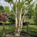 Heptacodium miconioides - Foto 3