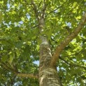 Quercus rubra - 2