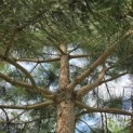 Pinus nigra subsp. Nigra - 5