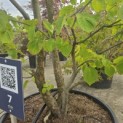 Davidia involucrata - 1