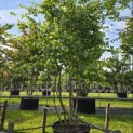 Parrotia persica - Foto 1