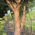Pinus sylvestris 'Watereri' - Foto 3
