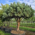 Pinus sylvestris 'Watereri' - Foto 4