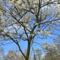 Amelanchier lamarckii - 4
