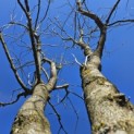 Gleditsia triacanthos 'Skyline' - 2