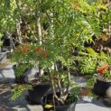 Sorbus 'Dodong' - Foto 6
