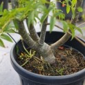 Sorbus 'Dodong' - Foto 7
