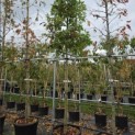 Quercus Palustris - 5
