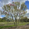 Magnolia 'Susan' - 2