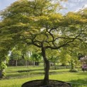 Acer palmatum 'Dissectum' - Foto 2