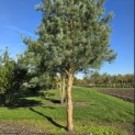 Pinus sylvestris 'Glauca' - 2