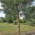 Pinus sylvestris 'Glauca' - 2