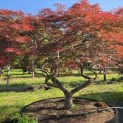 Acer palmatum 'Garnet' - 2