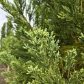 Sequoiadendron giganteum 'Glaucum' - 1