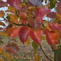 Pyus calleryana 'Chanticleer' - 4