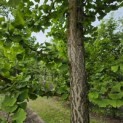 Ginkgo biloba - 1