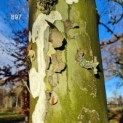 Platanus x Hispanica