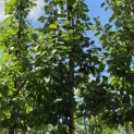 Prunus domestica 'Opal' - Foto 3