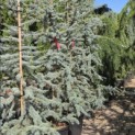 Cedrus libani 'Glauca' - Foto 2